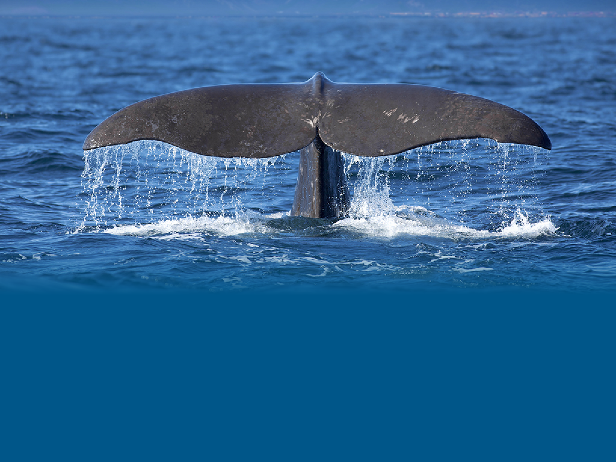 The tail of a Sperm Whale diving