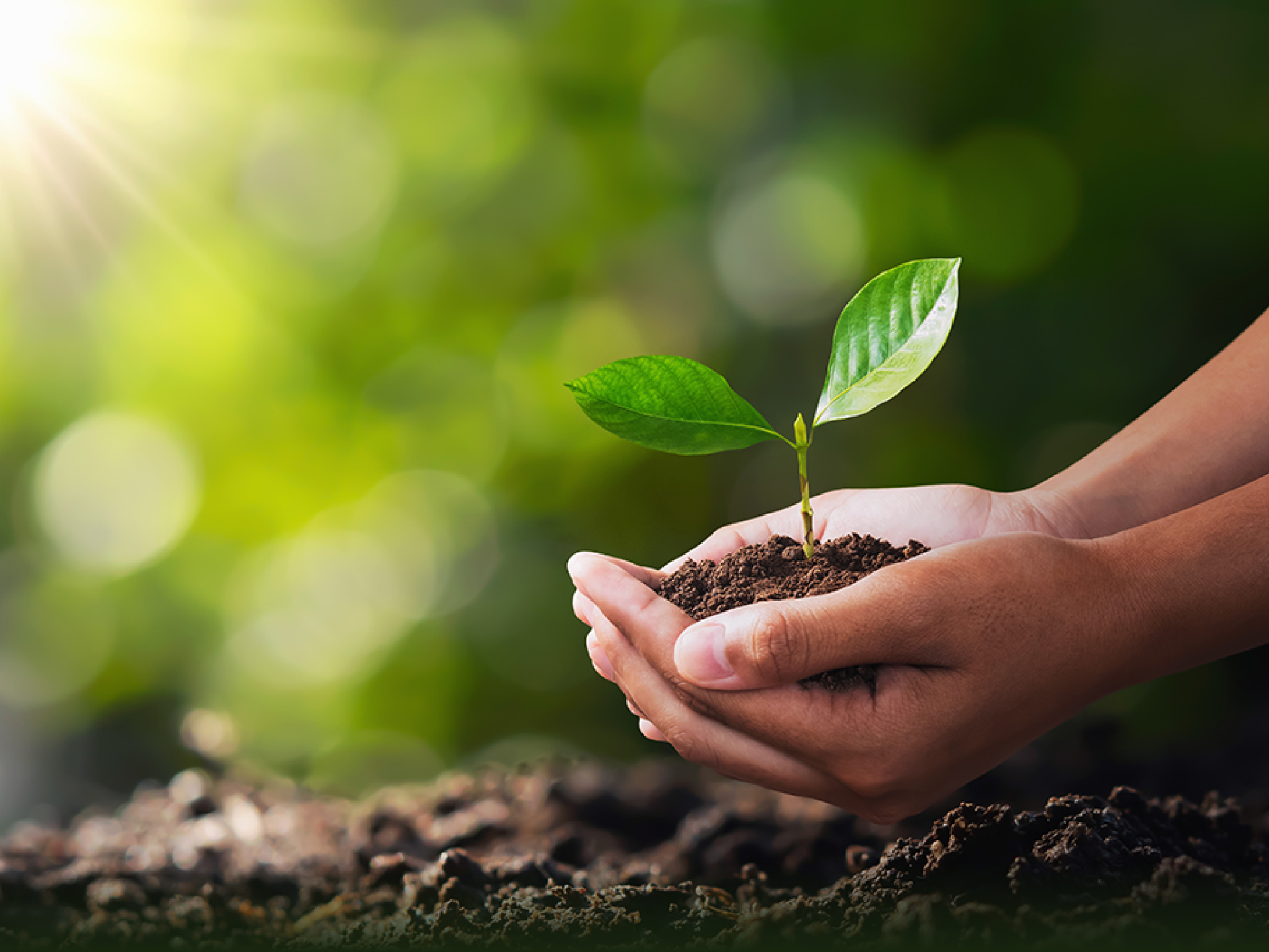 hand holding young plant for planting. concept green world